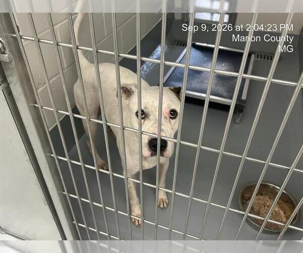 Medium Photo #1 American Pit Bull Terrier Puppy For Sale in Ocala, FL, USA