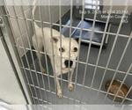 Small American Pit Bull Terrier