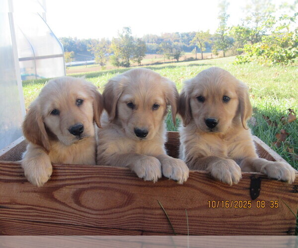 Medium Photo #1 Golden Retriever Puppy For Sale in SINGERS GLEN, VA, USA