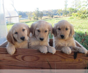 Golden Retriever Puppy for Sale in SINGERS GLEN, Virginia USA