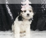 Puppy Nina F1 Morkie