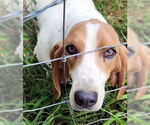 Small #1 Basset Hound