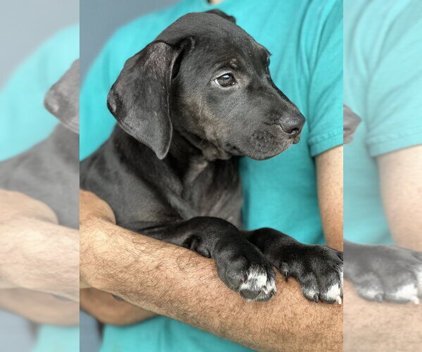 Medium Photo #2 Labrador Retriever-Unknown Mix Puppy For Sale in Elmsford, NY, USA