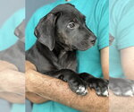 Small #1 Labrador Retriever Mix