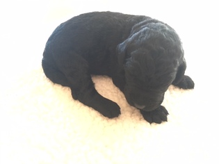 Labradoodle Puppy for sale in KANEOHE, HI, USA