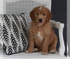 Goldendoodle Puppy for sale in FREDERICKSBURG, OH, USA