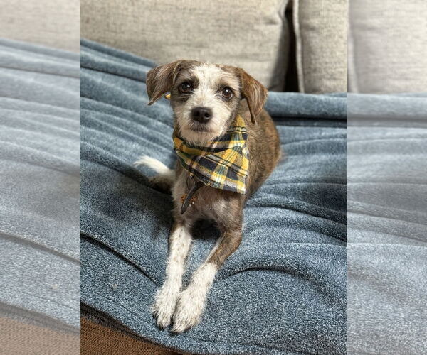 Medium Photo #4 ShiChi Puppy For Sale in Phoenix, AZ, USA