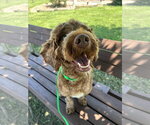 Small #2 Miniature Labradoodle