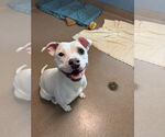 Small #4 American Pit Bull Terrier Mix