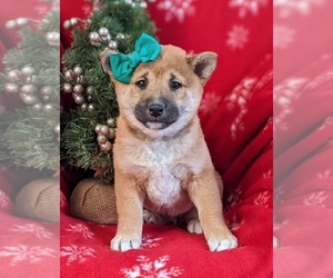 Shiba Inu Puppy for sale in OXFORD, PA, USA