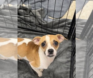 Chug Dogs for adoption in Bolivar, MO, USA