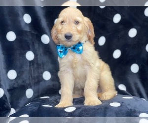 Goldendoodle Puppy for sale in LAKELAND, FL, USA