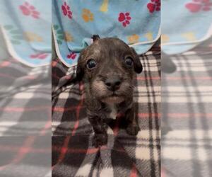 Mutt Dogs for adoption in Redlands, CA, USA