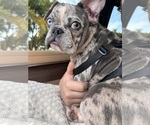 Small #5 French Bulldog