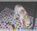 Small #10 Cavapoo-Poodle (Miniature) Mix