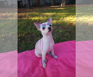 Chihuahua-Unknown Mix Dogs for adoption in San Francisco, CA, USA