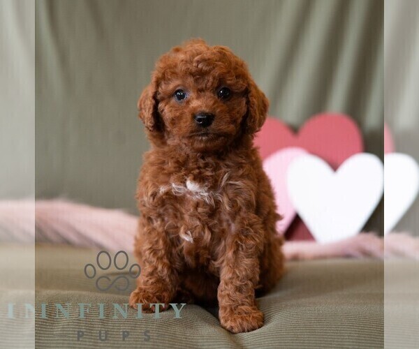 Medium Photo #2 Cavapoo (Miniature) Puppy For Sale in DORNSIFE, PA, USA
