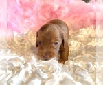 Small Photo #1 Dachshund Puppy For Sale in HUDSON, CO, USA