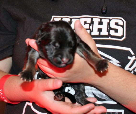 Medium Photo #1 German Shepherd Dog Puppy For Sale in WESLACO, TX, USA