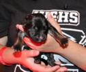 Small Photo #1 German Shepherd Dog Puppy For Sale in WESLACO, TX, USA