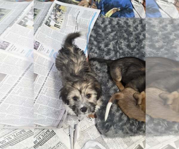 Medium Photo #3 Dachshund-Unknown Mix Puppy For Sale in SHERBURNE, NY, USA