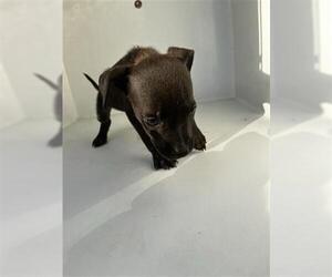Chihuahua Dogs for adoption in Houston, TX, USA