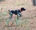 Small Photo #1 German Shorthaired Pointer Puppy For Sale in GAINESVILLE, GA, USA