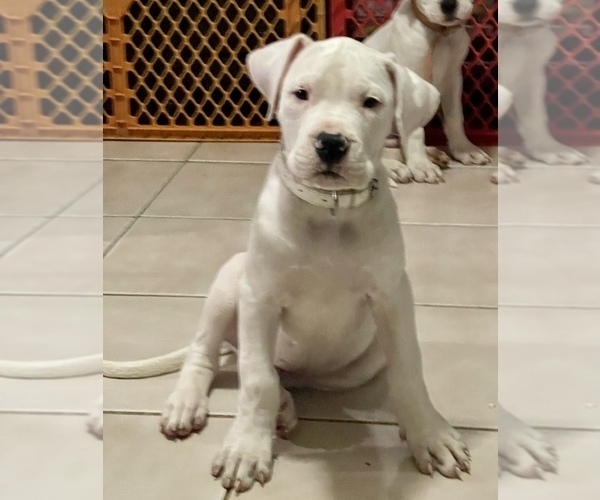 Medium Photo #4 Dogo Argentino Puppy For Sale in DORAL, FL, USA