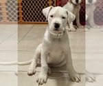 Small Photo #4 Dogo Argentino Puppy For Sale in DORAL, FL, USA