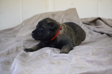 Medium Photo #2 Belgian Malinois Puppy For Sale in ETOWAH, OK, USA