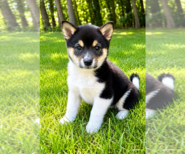 Medium Photo #6 Shiba Inu Puppy For Sale in FAIR HAVEN, MI, USA
