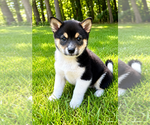 Small #5 Shiba Inu