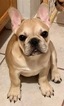 Small Photo #5 French Bulldog Puppy For Sale in FEDERAL WAY, WA, USA