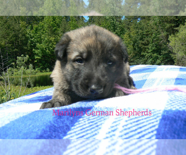 Medium Photo #3 German Shepherd Dog Puppy For Sale in PIEDMONT, MO, USA