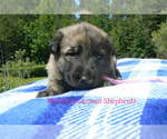 Small #2 German Shepherd Dog