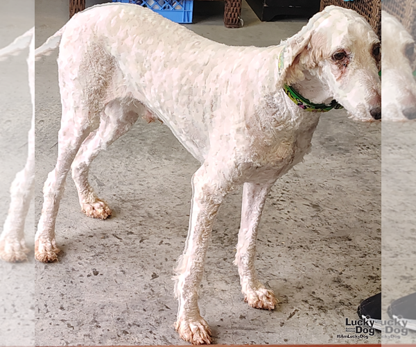 Medium Photo #1 Poodle (Standard)-Unknown Mix Puppy For Sale in Washington, DC, USA