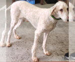 Legend - Male Poodle (Standard)-Unknown Mix Dog for Adoption - Small photo