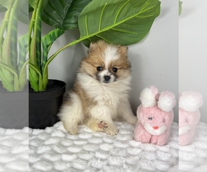 Pomeranian Puppy for Sale in FRANKLIN, Indiana USA