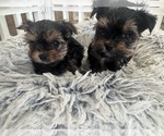 Small #5 Yorkshire Terrier