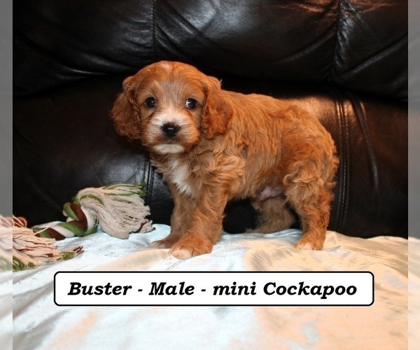 Medium Photo #2 Cockapoo (Miniature) Puppy For Sale in CLARKRANGE, TN, USA