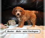 Small #1 Cockapoo (Miniature)