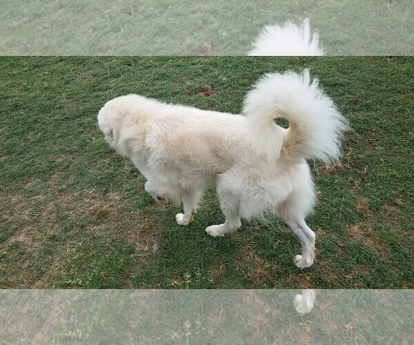 Medium Photo #60 Chow Chow-Great Pyrenees Mix Puppy For Sale in Houston, TX, USA