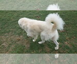 Small #59 Chow Chow-Great Pyrenees Mix
