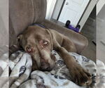 Small #2 Labrador Retriever Mix