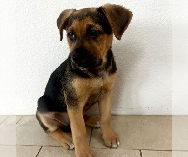 Medium Photo #5 Mutt Puppy For Sale in San Juan Capistrano, CA, USA