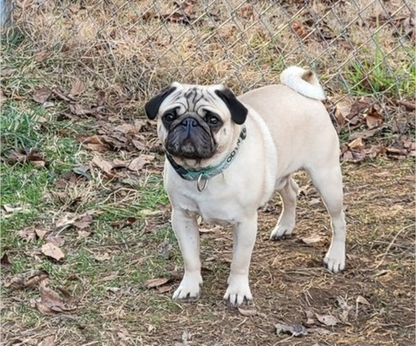 Medium Photo #1 Pug Puppy For Sale in KNOXVILLE, TN, USA