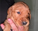 Puppy Red Golden Irish-Golden Retriever Mix