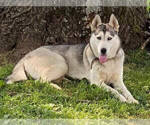 Mother of the Siberian Husky puppies born on 07/06/2022