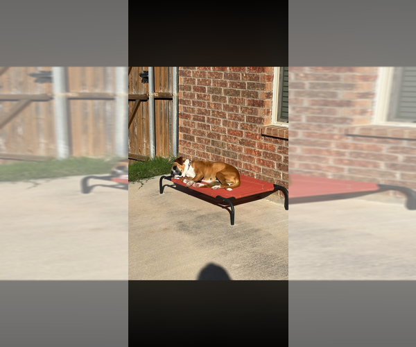Medium Photo #4 Boxer Puppy For Sale in Austin, TX, USA