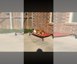 Small #3 Boxer